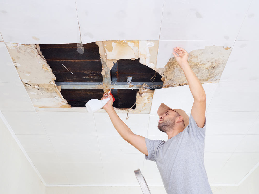 Man Cleaning Mold On Ceiling. Ceiling Panels Damaged Huge Hole